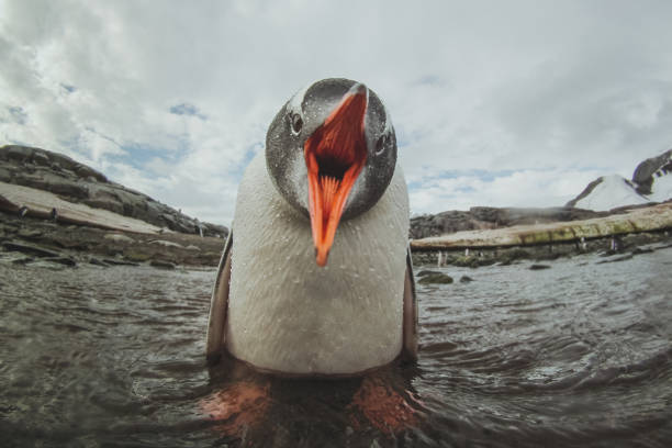 niedliche gentoo pinguin in der antarktis, entzückende baby tier - antarctica penguin bird animal stock-fotos und bilder