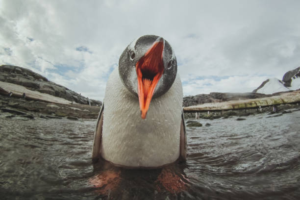 pinguim-gentoo bonitinho na antártida, animal adorável bebê - flightless bird water bird gentoo penguin penguin - fotografias e filmes do acervo