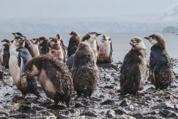 schmutzige nass baby-pinguine im schlamm unter regen in der antarktis, lustige vogel tiere - antarctica penguin bird animal stock-fotos und bilder