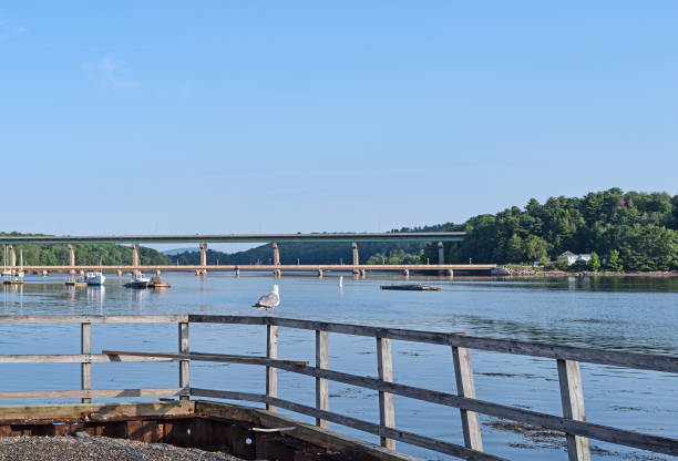 istock Seagull on handrail at Belfast, Maine in the summer 1018143024