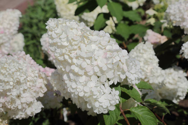 hydrangea paniculata plant - limelight imagens e fotografias de stock