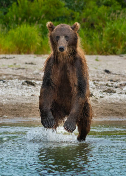istock Fishing For Salmon With Brown Bears 1018145590