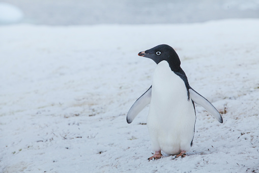 adelie penguin in Antarctica, antarctic wildlife