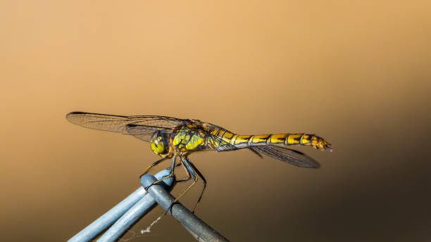 istock Dragonfly on chain fence 1018145622