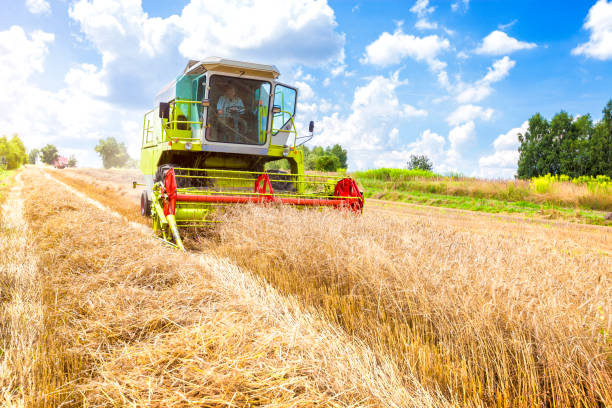 istock Farmer threshes the grain harvester 1018146086