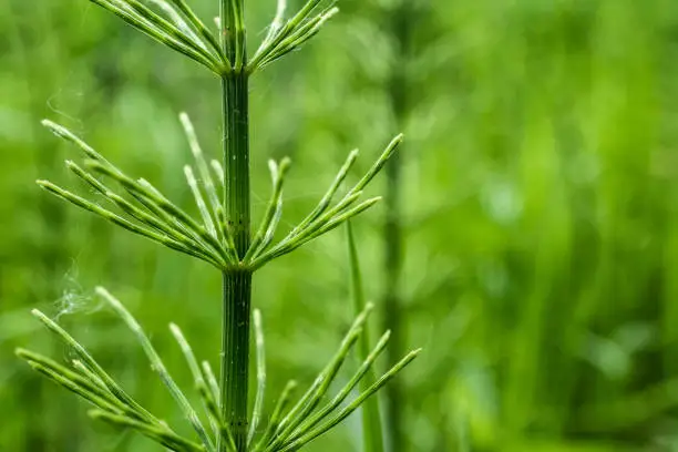 Horsetail detail (Equisetum arvense) . Photograph taken in May near Sonthofen, Germany.