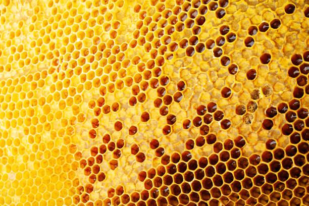 istock Yellow Honeycomb closeup background 1018155046