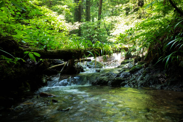 Creek runs through the Mt. Takao in summer.