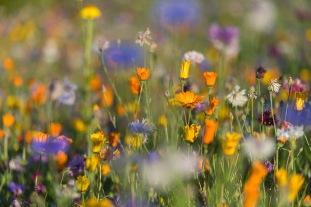 istock wildflowers, meadow, summer 1018159472