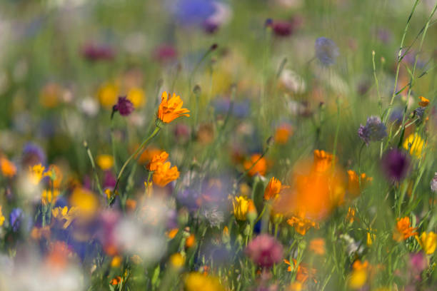 istock wildflowers, meadow, summer 1018159892