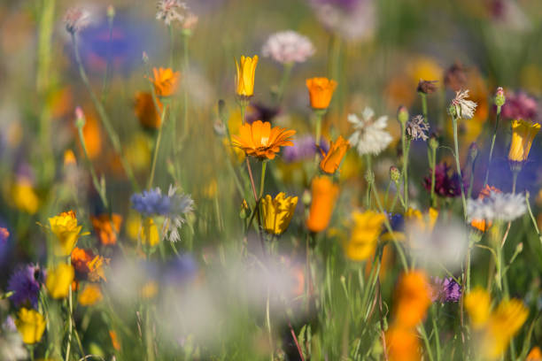 istock wildflowers, meadow, summer 1018159894