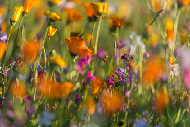 istock wildflowers, meadow, summer 1018159910