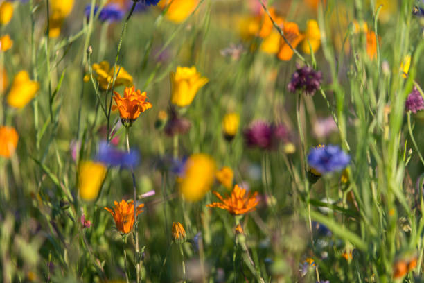 istock wildflowers, meadow, summer 1018168632