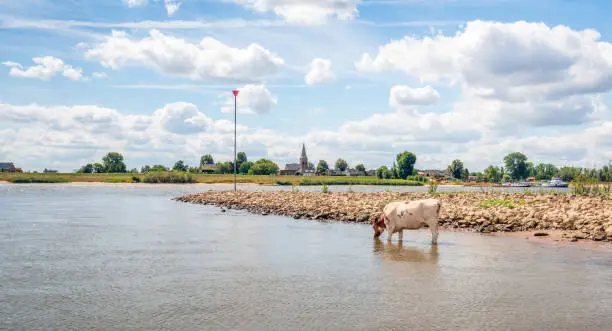Thirsty red-and-white cow drinks from the water from the river. In the background is a stone groyne with beacon for shipping. And on the other side is the edge of a small village with a church tower.