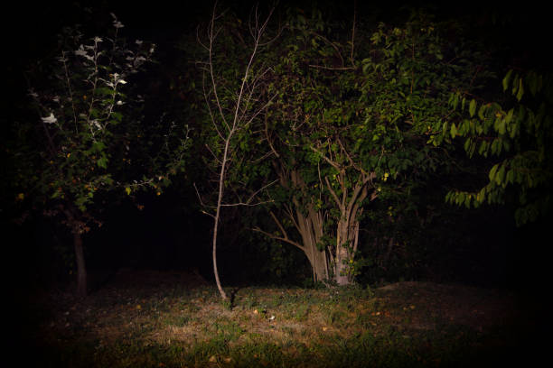 istock Trees by night, light painting nature. 1018184454