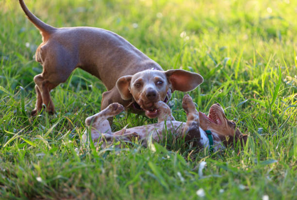 istock Dachshund puppies at play 1018184528