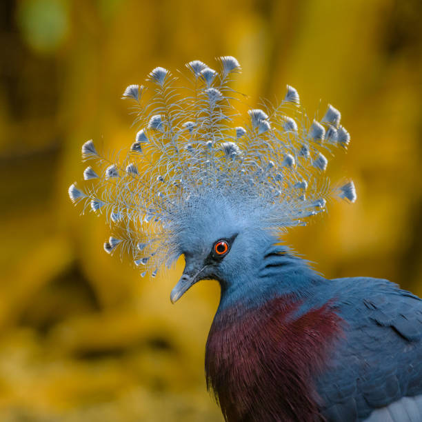 Beautiful Victoria Crowned Pigeon With Huge Plumes On His Head Stock Photo  - Download Image Now - iStock