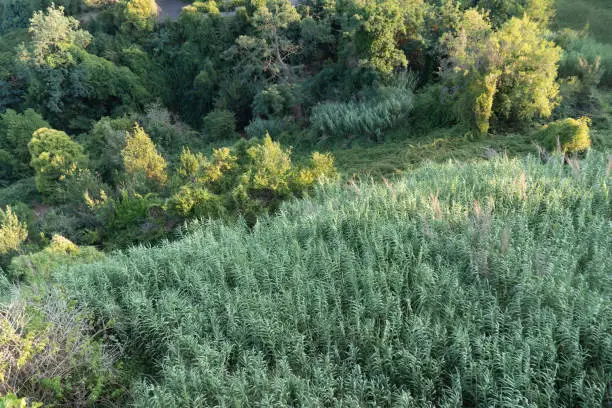 Photo of Mediterranean vegetation