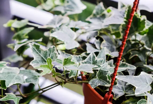 Photo of English ivy or Hedera helix in flower pot at balcony home and garden