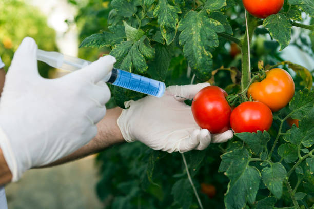 modificación - genetic modification dna tomato genetic research fotografías e imágenes de stock