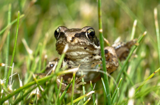 istock Macrophoto - Frog in the gras 1018188276