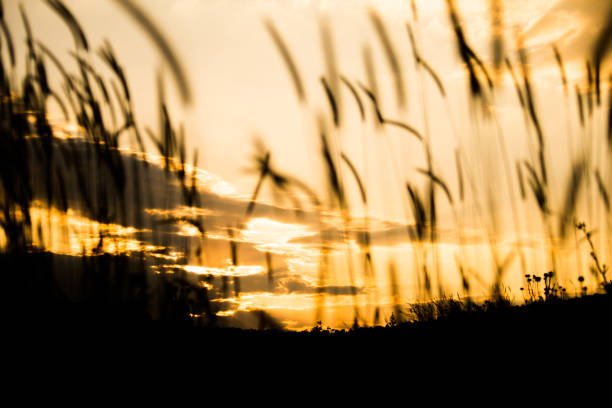 istock beauty in nature 1018188432