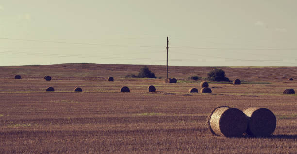 istock Hay bales on field in summer day. 1018193838