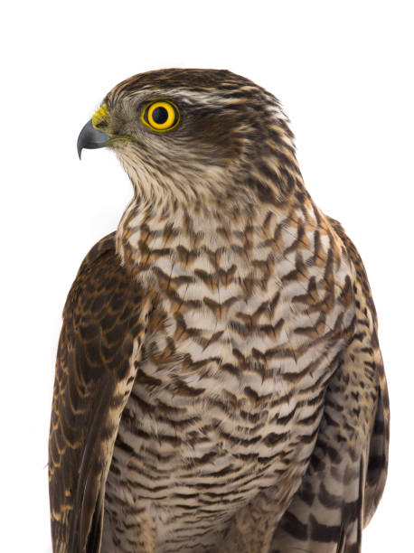 istock Portrait falcon isolated on a white 1018199176