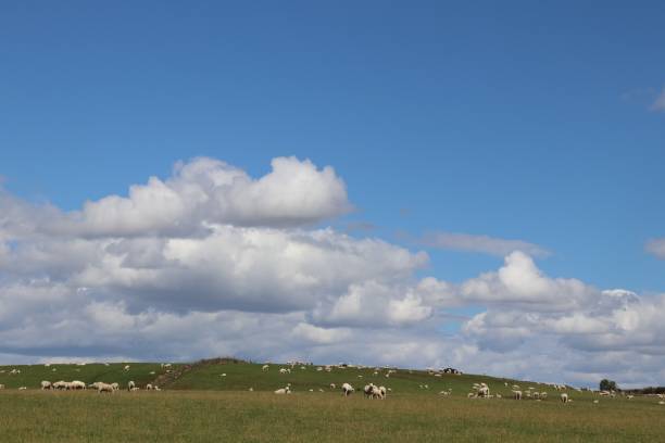istock Blue sky with white fluffy clouds and sheep 1018203506