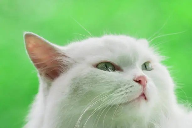 Photo of White cat on green background