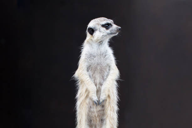 istock Meerkat in a rack on a dark background. 1018204334