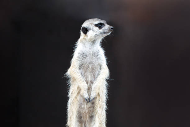 istock Meerkat in a rack on a dark background. 1018206538