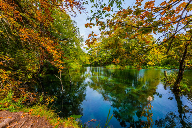 istock Red leaves of autumn trees 1018206668