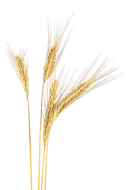 istock Ripe rye spikelets isolated on a white background 1018210448