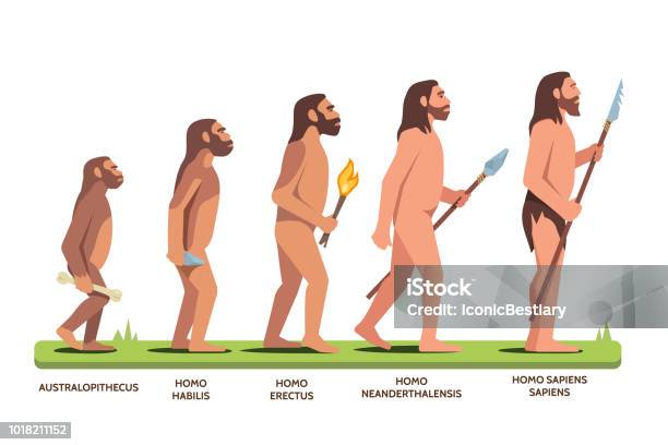 Ilustración de Etapas De Evolución Humana Desde El Australopithecus Al Homo  Sapiens Sapiens Ilustración De Imágenes Prediseñadas De Vector Plano y más  Vectores Libres de Derechos de Evolución - iStock