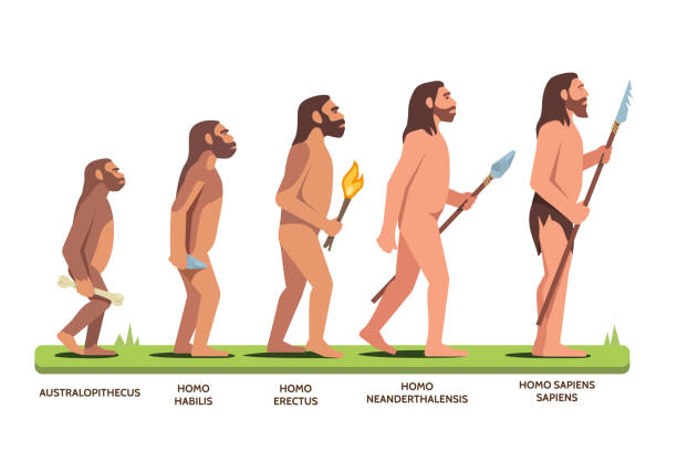 illustrazioni stock, clip art, cartoni animati e icone di tendenza di l'evoluzione umana si statra da australopithecus a homo sapiens sapiens. illustrazione clipart vettoriale piatta. - ancient world