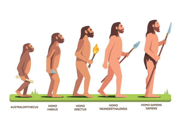 Human evolution stages from Australopithecus to Homo Sapiens Sapiens. Flat vector clipart illustration. Human evolution stages: Australopithecus, Homo Habilis, Erectus, Neanderthalensis, Homo Sapiens Sapiens. Darwin evolution theory visual aid. Man progression stages. Flat vector character illustration isolated on white background. ancient history stock illustrations
