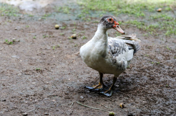istock Muscovy is a large duck, the nose is red meat. 1018214766