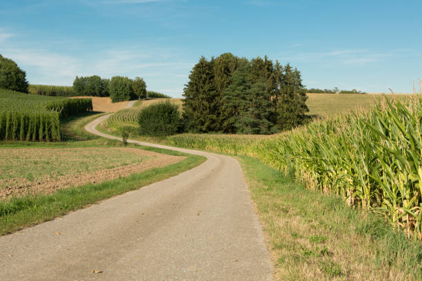 small street thorough agrarian landscape at summer
