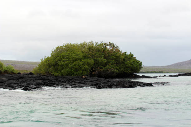 istock Fascinating coastal landscape in the Galapagos Islands 1018217806