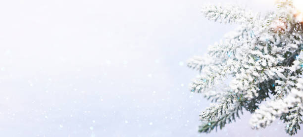 istock Christmas tree branch, holiday background 1018217990