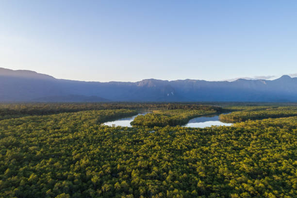istock Mata Atlantica - Atlantic Forest in Brazil 1018222618