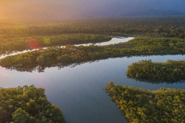 istock Mata Atlantica - Atlantic Forest in Brazil 1018222732