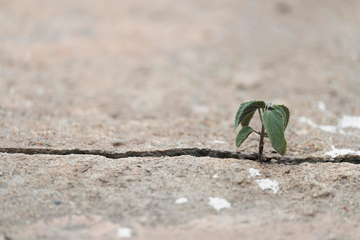 Plant tree inserts itself up from the cracks of the concrete floor with copy space used for background