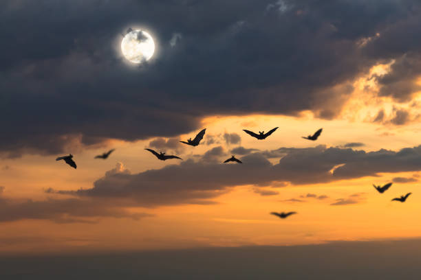 Large group of seagulls flying over cloudy sky