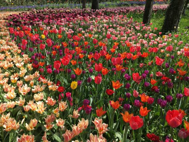 istock Spring Flowers Tulips Flowerbed 1018231716