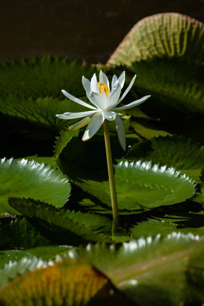 Nymphaea nouchali, or Nymphaea stellata also known as blue star water lily. Aquatic plants in Brasilia's gardens, Brazil. White water-lily. nymphaea stellata stock pictures, royalty-free photos & images