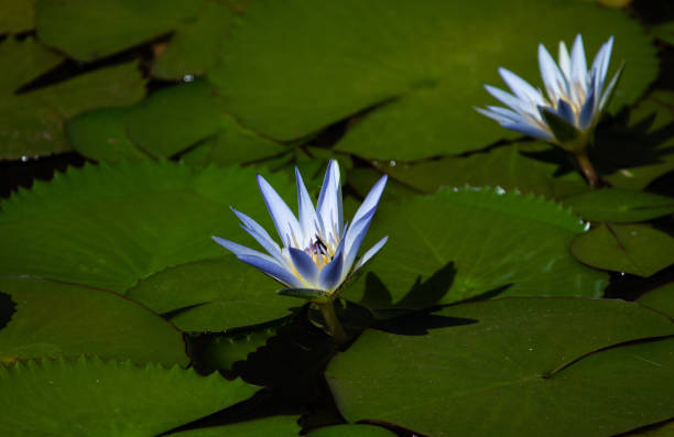 Nymphaea nouchali, or Nymphaea stellata also known as blue star water lily. Aquatic plants in Brasilia's gardens, Brazil. White water-lily. nymphaea stellata stock pictures, royalty-free photos & images