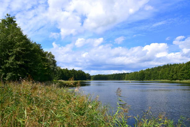 istock A vast lake with waves on its surface seen through some reeds and shrubs with both banks of the reservoir being fully covered with trees creating a moor or forest, with cloudy sky over the horizon 1018232160