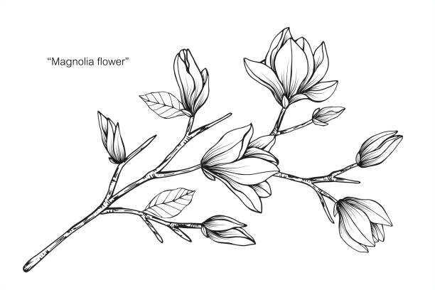 ilustrações, clipart, desenhos animados e ícones de magnólia flor desenho ilustração. preto e branco, com arte de linha no fundo branco. - magnolia white blossom black